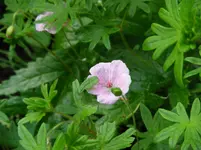 IMGP3725.webp