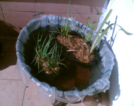 der bepflanzte Teich 2.webp der bepflanzte Teich 2.webp