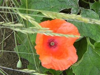 Mohn.webp