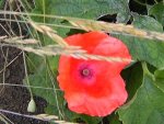 Mohn rot +.jpg