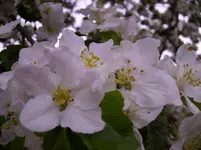 SZ Pinnwand 011.webp