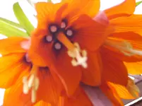 SZ Pinnwand 007.webp