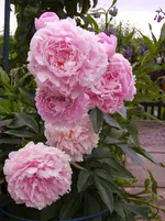 Deko 06-2010 037.webp