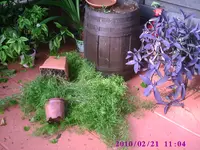 PIC00911.webp