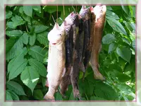 1024_Forellen II.webp