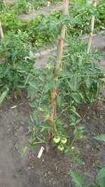 Diplom SF.webp