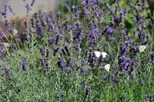 MK4_4290.webp