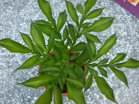 adchgarten Juli1 010.webp