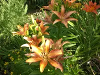 adchgarten Juli1 005.webp