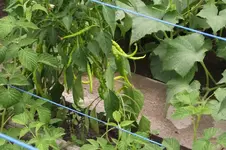 Garten 011.webp