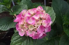 Garten 023.webp