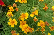 Garten 025.webp