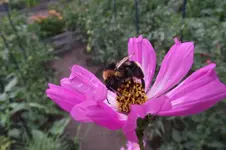 Garten 017.webp