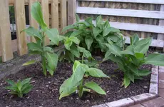 Canna-Beet 13.07.10.webp