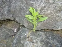 Unkraut 1.webp