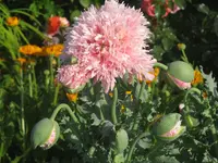 029.webp