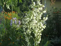 004.webp