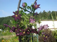 006.webp