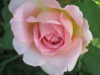 033.webp