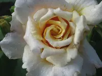 025.webp