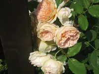 076.webp