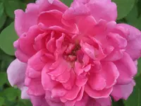 056.webp