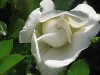 077.webp