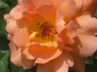 072.webp