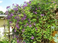 087.webp