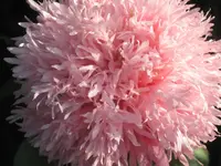 002.webp