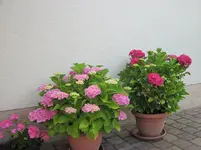 IMG_1960.webp