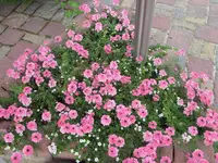 IMG_1969.webp