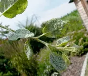 Hilfe Zwetschenbaum.webp
