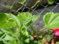 Grashüpfer.webp