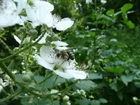 Brombeerhummel.webp
