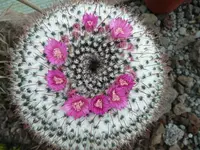 mammilaria heesiana.webp