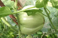 Garten 029.webp