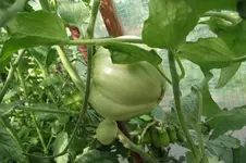 Garten 030.webp