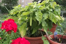 Garten 009.webp