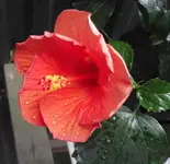 hibiskus.webp