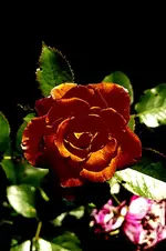 IMGP6742.webp
