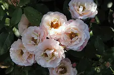 IMGP6746.webp