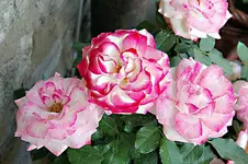 IMGP6576.webp