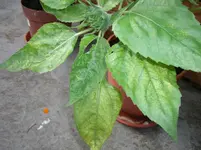 CIMG3304.webp