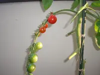 CIMG3303.webp