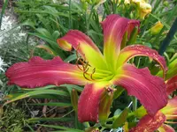 IMG_jabba dabba doo_1024x768.webp