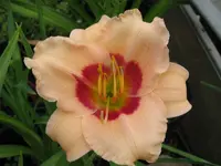 IMG_albert208_1024x768.webp