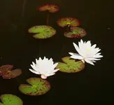 2 Blüten.webp