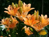 Lilien lachs2.webp