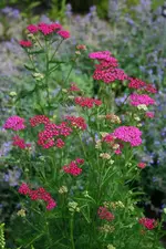 pinkige Schafgarbe.webp